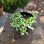 Lampranthus deltoides Leaf