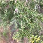 Melaleuca bracteata Lapas