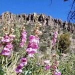 Penstemon palmeri Flor