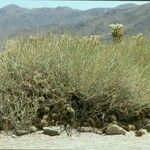 Cylindropuntia bigelovii عادت