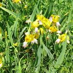 Iris variegata Žiedas