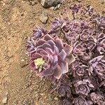 Aeonium lancerottense Flor