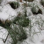 Equisetum scirpoides Habitus