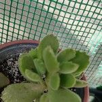 Cotyledon tomentosa Hoja
