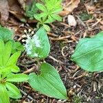 Maianthemum bifolium Hábito