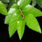 Nothofagus nitida その他の提案