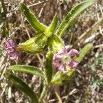 Silene ramosissima Λουλούδι