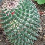 Mammillaria winterae Leaf