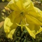 Oenothera elata Blomst
