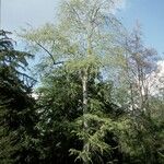 Nothofagus obliqua Hábito