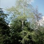 Nothofagus obliqua Συνήθη χαρακτηριστικά