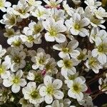 Saxifraga hypnoides Blomma