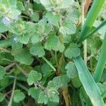 Veronica hederifolia Blad