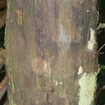 Oenocarpus bataua Bark