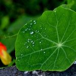 Tropaeolum majus Feuille