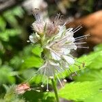 Hydrophyllum fendleri Flor