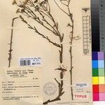 Nidorella burundiensis Otro