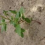 Amaranthus viridisFlower