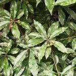 Pittosporum undulatum Ліст