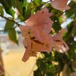 Bougainvillea × buttiana Kwiat