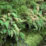 Blechnum cordatum ശീലം