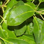 Ilex costaricensis موطن