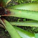 Neoregelia cyanea Blad