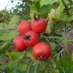 Crataegus coccinea ফল