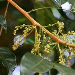 Archidendron jiringa Flor