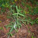 Abies nebrodensis 其他