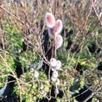 Salix gracilistyla Leaf