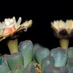 Aloinopsis schooneesii 葉