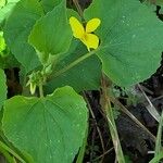 Viola glabella Fiore