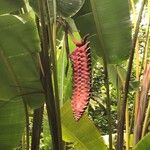 Heliconia mariae Blomst