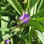 Tradescantia × andersoniana Flower