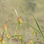 Carex flava Flower