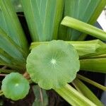 Hydrocotyle verticillata Leaf