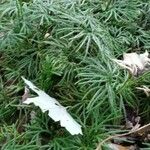 Lycopodium digitatum Lehti