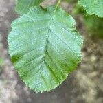 Alnus incana Fulla