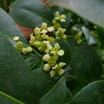 Euonymus carnosus Flower