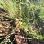 Crotalaria brevidens 花