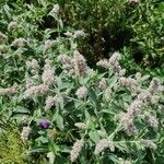 Mentha longifolia Folha