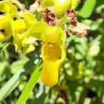 Calceolaria teucrioides