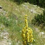 Verbascum lychnitis Habitat