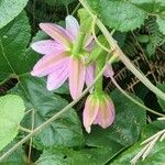 Passiflora tripartita Flor