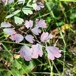 Thalictrum dioicum Hoja