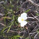 Sagittaria isoetiformis Fleur