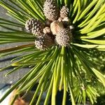 Pinus heldreichii পাতা