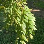 Juglans californica Ліст