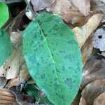 Hieracium glaucinum Leaf